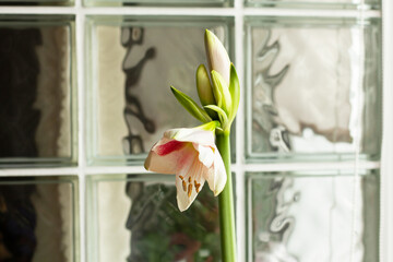 Beautiful delicate pink and white hippeastrum bloom on background of glass wall close-up. Inspirational flower photo, the arrival of spring