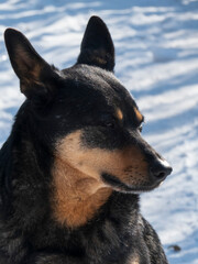 Close-Up Portrait of a Dog Outdoors with Snow and Soil Background