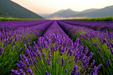 Obraz premium Endless rows of vibrant lavender create serene landscape under s