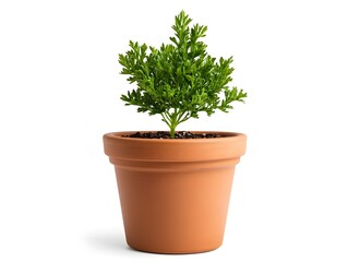 Fototapeta premium Small Green Plant in Terracotta Pot on White Background