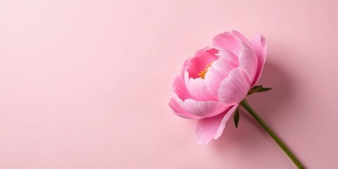 Fototapeta premium A Delicate Pink Blossom Against a Soft Pink Background, Evoking Feelings of Serenity and Gentle Beauty