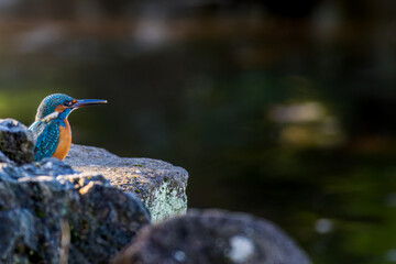 岩にとまるカワセミ