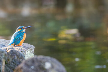 岩にとまるカワセミ