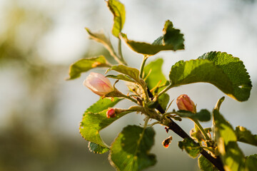 Fototapeta premium Hello spring. White pink apple blossom flowers in spring time. Background with flowering apple tree. Close up of fresh spring flowers in blooming garden park. Inspirational soft floral view