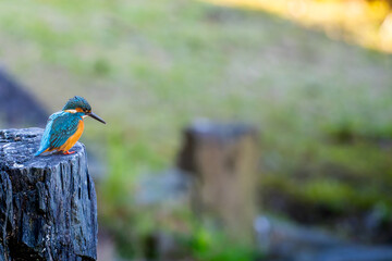 岩にとまるカワセミ