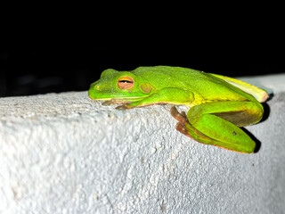 Close up of White-Lipped Tree Frog (Litoria infrafrenata), tree frog, green frog