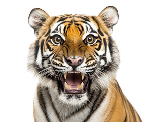 Fototapeta premium Realistic tiger face with fierce expression, showcasing sharp teeth and striking fur patterns. image captures wild essence of this majestic animal