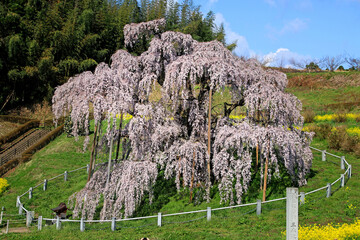 三春の滝桜・日本三大桜（福島県・三春町）