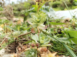 succulent opens this flower macro photo	
