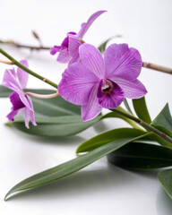 Naklejka premium Purple Dendrobium Orchid Flowers with Leaves on White Background
