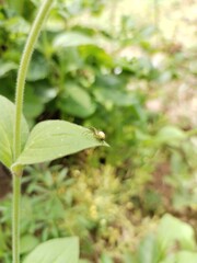 greater quaking grass plant macro photo
