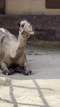 The camel is resting and chewing on something.