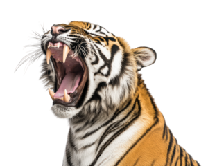 Majestic tiger roaring with mouth wide open, showcasing its powerful teeth and vibrant fur. This captures essence of wild beauty and strength