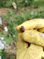 grass bagworm moth psyche casta