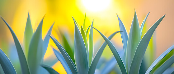 Vibrant succulent plants bathed in warm sunlight, creating a serene and peaceful atmosphere. Ideal for nature, wellness, or botanical themes.