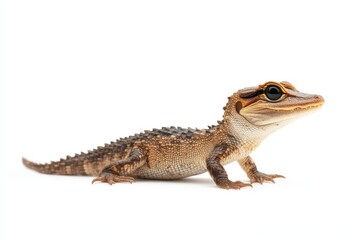 Obraz premium Detailed Close-up of a Unique Lizard with Distinctive Features on a Clean White Background Ideal for Wildlife and Nature Enthusiasts