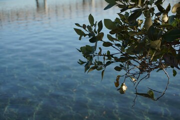 green leaves above blue water