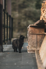 Czarny kot © Kath