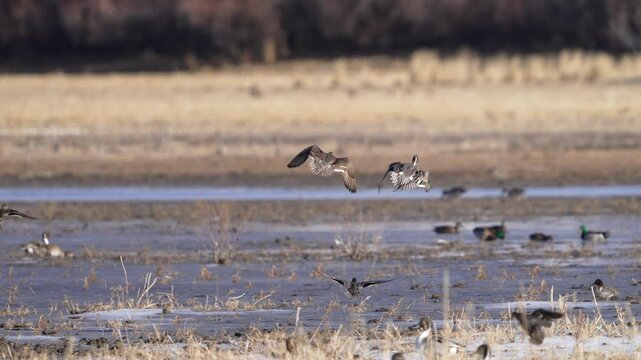 Pintail ducks flying in to land in shallow water with other waterfowl.