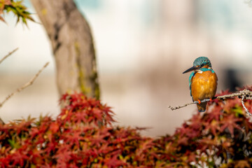 枝にとまるカワセミ