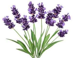 Fototapeta premium Lavender flowers in vibrant bouquet, showcasing rich purple hues and lush green leaves, perfect for adding touch of nature beauty to any design