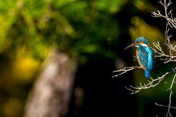 枝にとまるカワセミ
