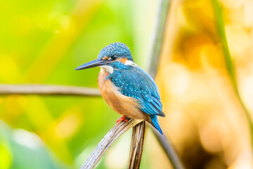 Obraz premium 草にとまるカワセミ