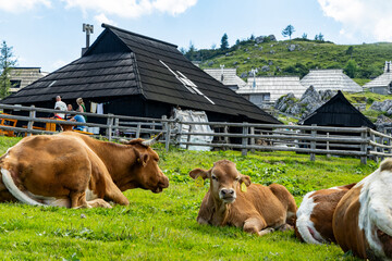 Velika Planina, Kamnik, Slovenia. Lord of the Rings style village. Wooden typical houses, hills,...