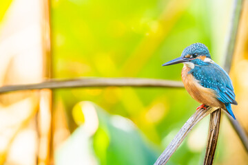 草にとまるカワセミ