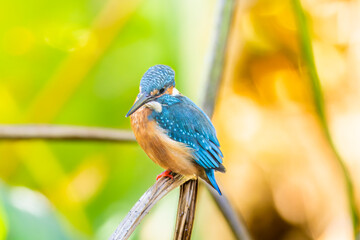 草にとまるカワセミ
