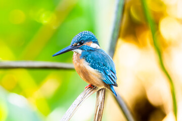 草にとまるカワセミ