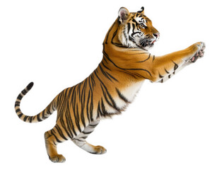 Obraz premium tiger leaping gracefully with its powerful limbs extended, showcasing its vibrant orange and black stripes. This majestic animal embodies strength and agility in motion