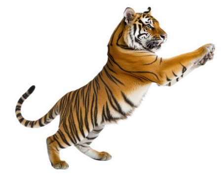 tiger leaping gracefully with its powerful limbs extended, showcasing its vibrant orange and black stripes. This majestic animal embodies strength and agility in motion