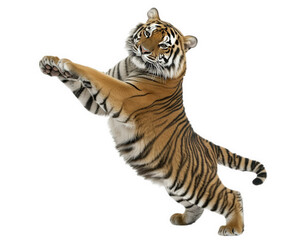 Obraz premium tiger performing exaggerated dance moves, showcasing its playful and comical side. This lively depiction captures essence of fun and energy in vibrant manner
