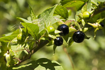 reife Beeren der sehr giftigen Tollkirsche (Giftpflanze)
