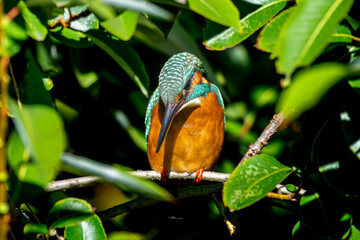 枝にとまるカワセミ