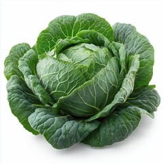 Fresh green cabbage head isolated on  white background