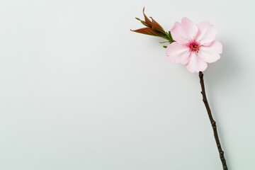 Obraz premium Delicate pink flower on branch, showcasing soft petals against n