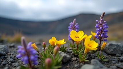 Obraz premium Alpine Wildflowers in Mountain Landscape: Yellow and Purple Blooms on Rocky Terrain in Natural Setting