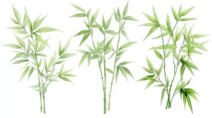 Fototapeta premium Bamboo Serenity, a watercolor illustration featuring towering green bamboo stalks swaying gently in the wind, embodies Zen simplicity on a clean white background, perfect for clipart use.