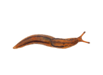 Striped greenhouse slug isolated on white background, Ambigolimax valentianus