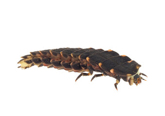 Common glow-worm beetle isolated on white background, Lampyris noctiluca larvae