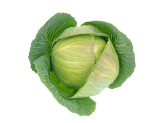 Morama cabbage isolated on white background, Brassica oleracea