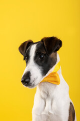 fox terrier in studio
