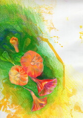 梅雨のあけた朝顔