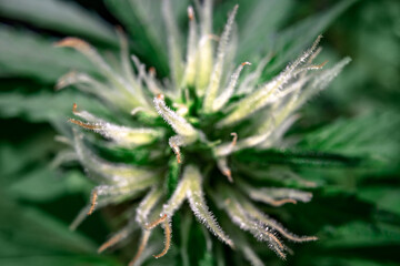 Macro shot of hairy trichomes on a flowering cannabis indica sativa bud. Medical marijuana growing...