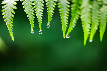 Macro photography of fresh fern leaves with tiny water droplets. Lush tropical background and...