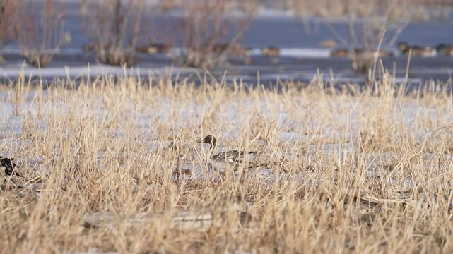 Pintail drake flapping in slow motion as it lands in the marsh.