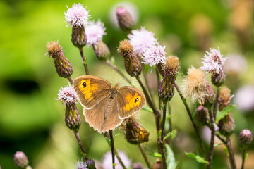 Grosses Ochsenauge (Maniola jurtina) an einer Distel