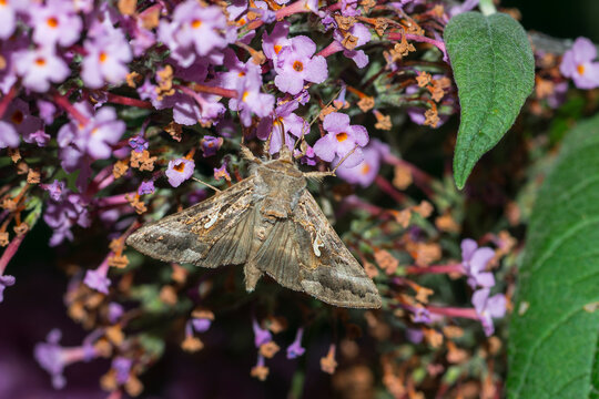 Gammaeule an Sommerflieder in der Nacht	